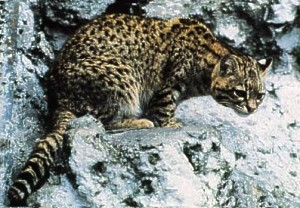 Illustration for article titled Caturday - Leopardus geoffroyi Edition